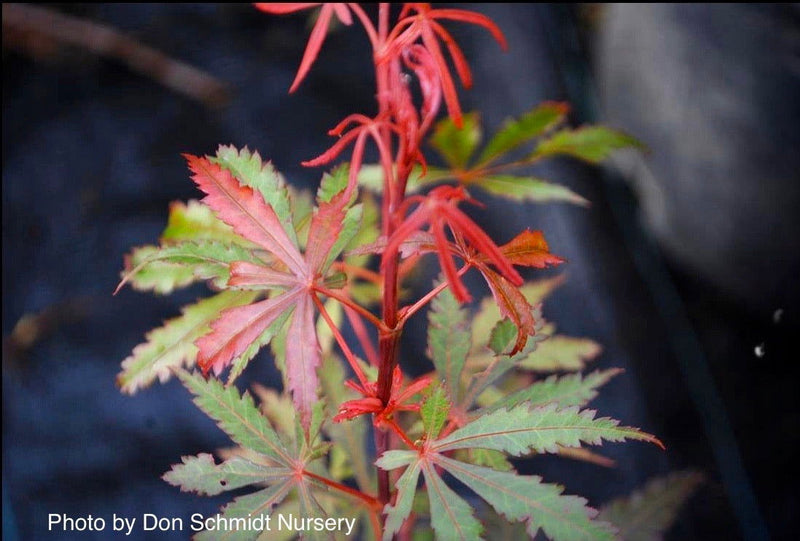 - Acer palmatum 'Anna's Broom' Dwarf Red Japanese Maple Tree - Mr Maple │ Buy Japanese Maple Trees