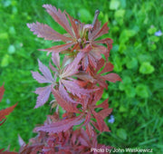 - Acer palmatum 'Anna's Broom' Dwarf Red Japanese Maple Tree - Mr Maple │ Buy Japanese Maple Trees