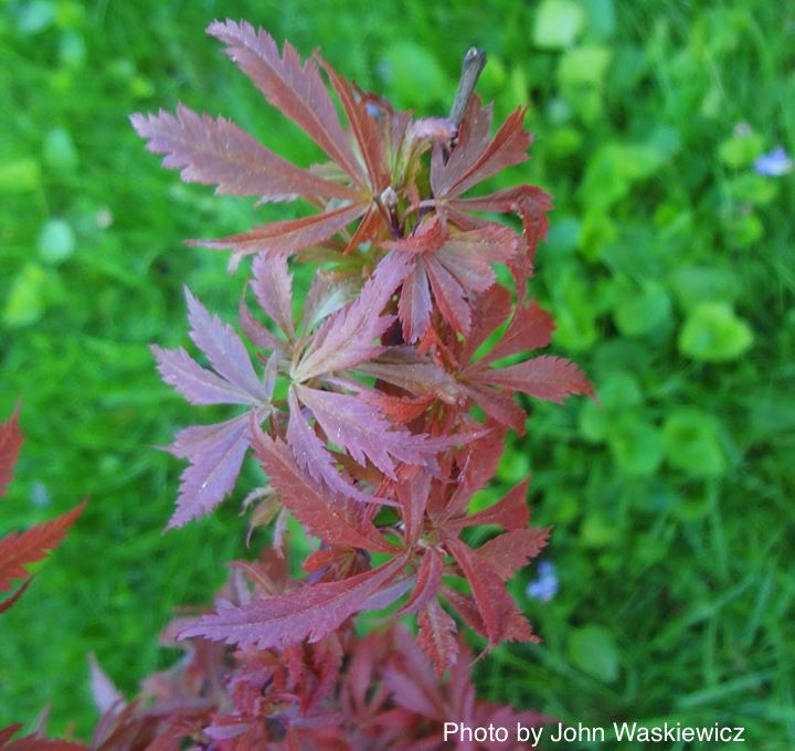 - Acer palmatum 'Anna's Broom' Dwarf Red Japanese Maple Tree - Mr Maple │ Buy Japanese Maple Trees