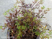 - Acer palmatum 'Anna's Broom' Dwarf Red Japanese Maple Tree - Mr Maple │ Buy Japanese Maple Trees