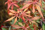 - Acer palmatum 'Anna's Broom' Dwarf Red Japanese Maple Tree - Mr Maple │ Buy Japanese Maple Trees