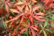 - Acer palmatum 'Anna's Broom' Dwarf Red Japanese Maple Tree - Mr Maple │ Buy Japanese Maple Trees