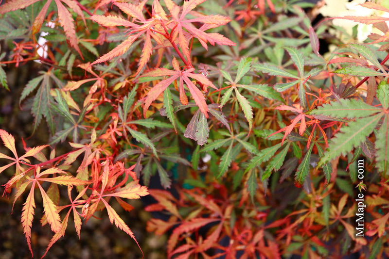 - Acer palmatum 'Anna's Broom' Dwarf Red Japanese Maple Tree - Mr Maple │ Buy Japanese Maple Trees
