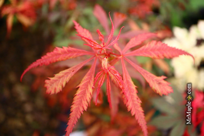 - Acer palmatum 'Anna's Broom' Dwarf Red Japanese Maple Tree - Mr Maple │ Buy Japanese Maple Trees