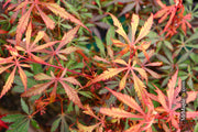 - Acer palmatum 'Anna's Broom' Dwarf Red Japanese Maple Tree - Mr Maple │ Buy Japanese Maple Trees
