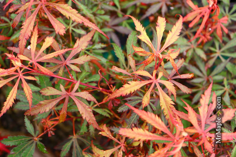 - Acer palmatum 'Anna's Broom' Dwarf Red Japanese Maple Tree - Mr Maple │ Buy Japanese Maple Trees