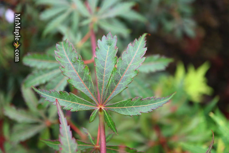 - Acer palmatum 'Anna's Broom' Dwarf Red Japanese Maple Tree - Mr Maple │ Buy Japanese Maple Trees