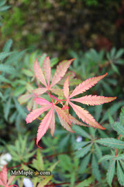 - Acer palmatum 'Anna's Broom' Dwarf Red Japanese Maple Tree - Mr Maple │ Buy Japanese Maple Trees
