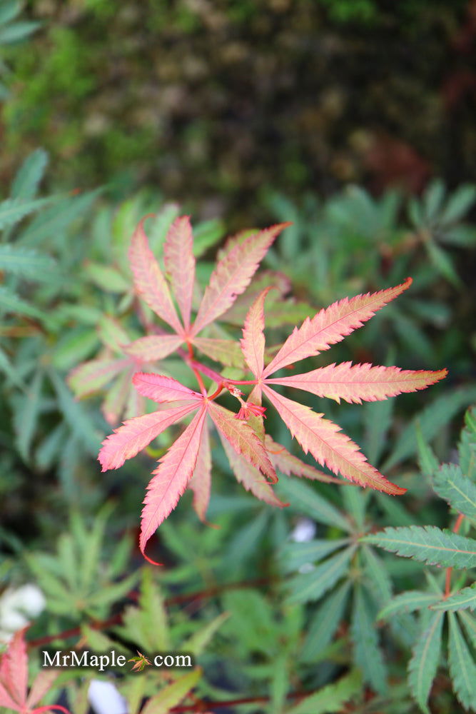 - Acer palmatum 'Anna's Broom' Dwarf Red Japanese Maple Tree - Mr Maple │ Buy Japanese Maple Trees