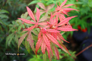 - Acer palmatum 'Anna's Broom' Dwarf Red Japanese Maple Tree - Mr Maple │ Buy Japanese Maple Trees
