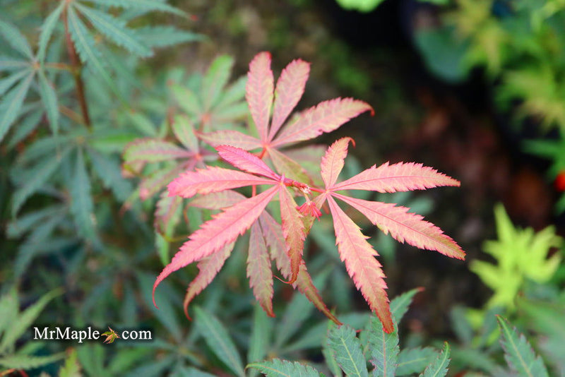 - Acer palmatum 'Anna's Broom' Dwarf Red Japanese Maple Tree - Mr Maple │ Buy Japanese Maple Trees