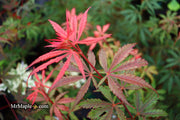 - Acer palmatum 'Anna's Broom' Dwarf Red Japanese Maple Tree - Mr Maple │ Buy Japanese Maple Trees
