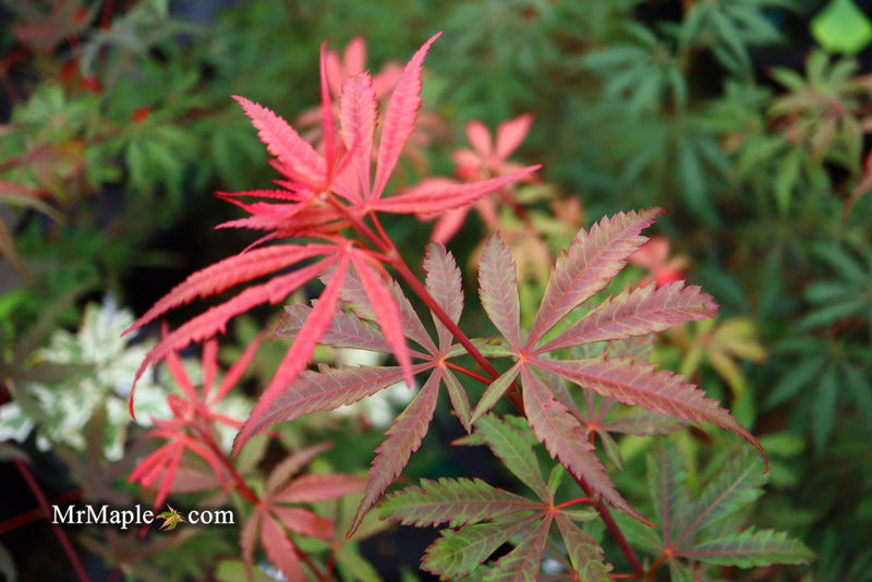 - Acer palmatum 'Anna's Broom' Dwarf Red Japanese Maple Tree - Mr Maple │ Buy Japanese Maple Trees