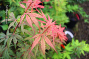 - Acer palmatum 'Anna's Broom' Dwarf Red Japanese Maple Tree - Mr Maple │ Buy Japanese Maple Trees