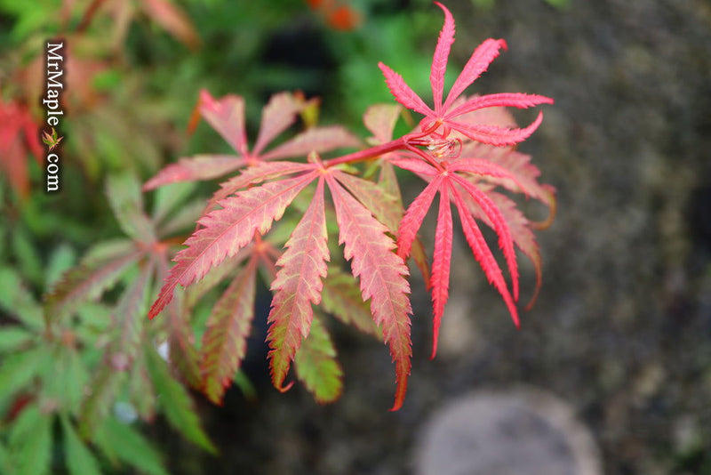 - Acer palmatum 'Anna's Broom' Dwarf Red Japanese Maple Tree - Mr Maple │ Buy Japanese Maple Trees
