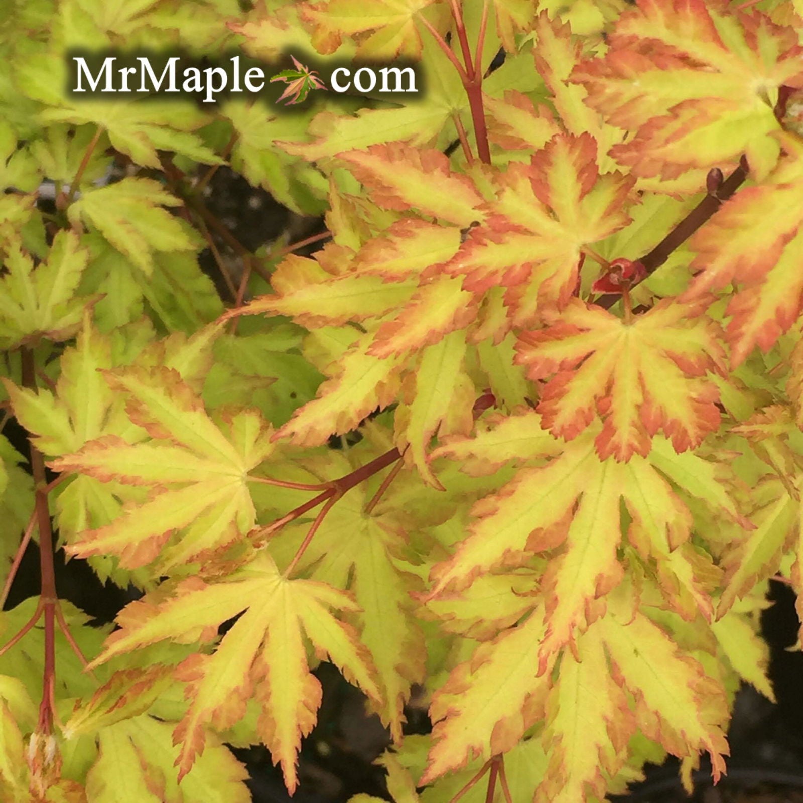 - Acer palmatum 'Anne-Irene' Japanese Maple - Mr Maple │ Buy Japanese Maple Trees