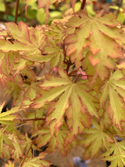 - Acer palmatum 'Anne-Irene' Japanese Maple - Mr Maple │ Buy Japanese Maple Trees