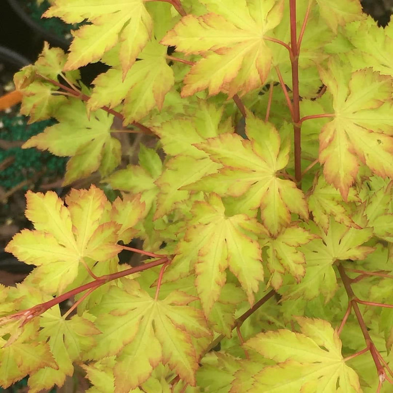 - Acer palmatum 'Anne-Irene' Japanese Maple - Mr Maple │ Buy Japanese Maple Trees