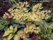 - Acer palmatum 'Anne-Irene' Japanese Maple - Mr Maple │ Buy Japanese Maple Trees