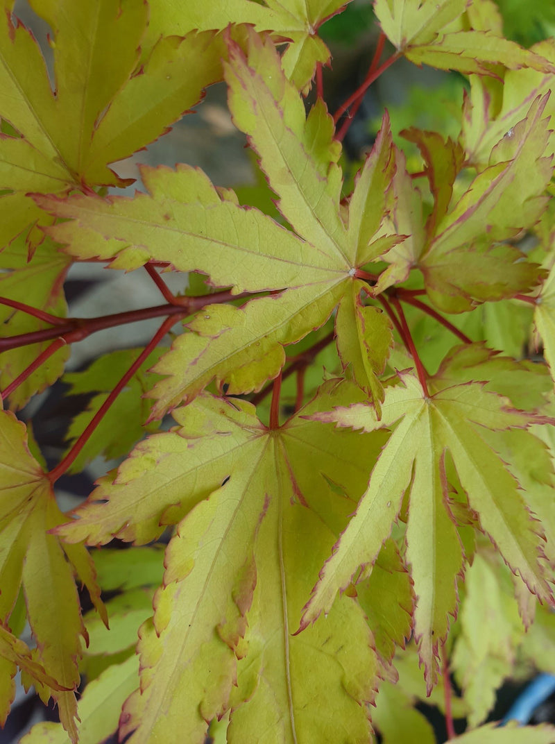- Acer palmatum 'Anne-Irene' Japanese Maple - Mr Maple │ Buy Japanese Maple Trees
