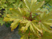 - Acer palmatum 'Anne-Irene' Japanese Maple - Mr Maple │ Buy Japanese Maple Trees