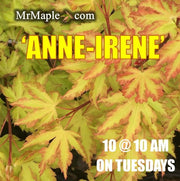 - Acer palmatum 'Anne-Irene' Japanese Maple - Mr Maple │ Buy Japanese Maple Trees
