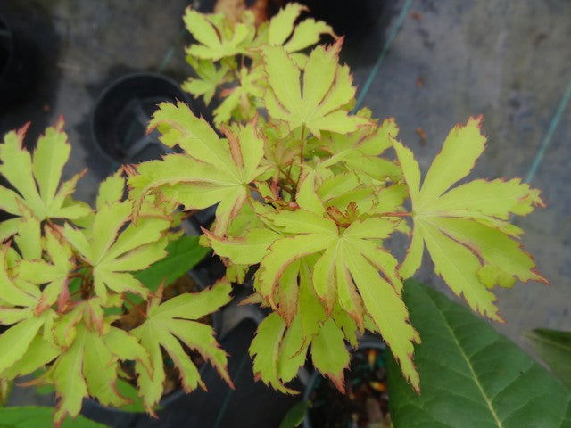 - Acer palmatum 'Anne-Irene' Japanese Maple - Mr Maple │ Buy Japanese Maple Trees