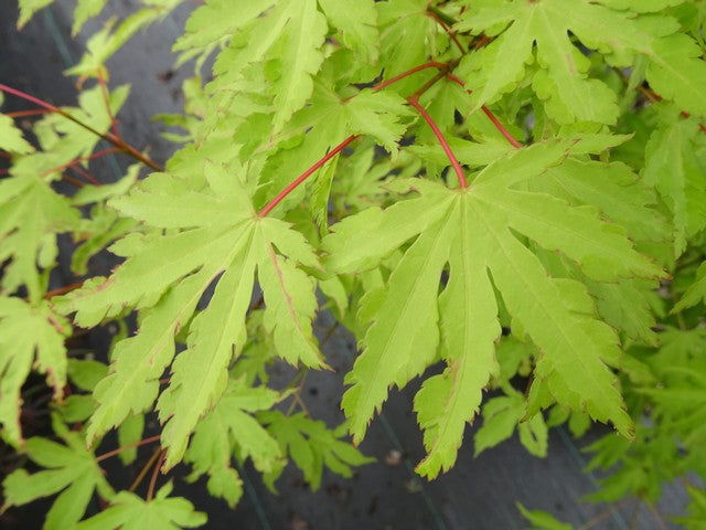 - Acer palmatum 'Anne-Irene' Japanese Maple - Mr Maple │ Buy Japanese Maple Trees