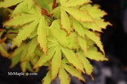- Acer palmatum 'Anne-Irene' Japanese Maple - Mr Maple │ Buy Japanese Maple Trees