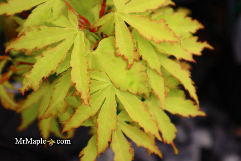 - Acer palmatum 'Anne-Irene' Japanese Maple - Mr Maple │ Buy Japanese Maple Trees