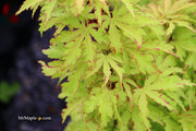 - Acer palmatum 'Anne-Irene' Japanese Maple - Mr Maple │ Buy Japanese Maple Trees