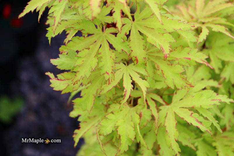 - Acer palmatum 'Anne-Irene' Japanese Maple - Mr Maple │ Buy Japanese Maple Trees