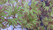 - Acer palmatum 'Ao kanzashi' Japanese Maple - Mr Maple │ Buy Japanese Maple Trees