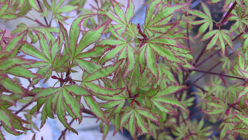 - Acer palmatum 'Ao kanzashi' Japanese Maple - Mr Maple │ Buy Japanese Maple Trees