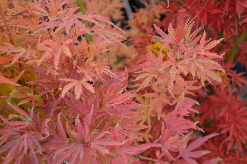 - Acer palmatum 'Ao kanzashi' Japanese Maple - Mr Maple │ Buy Japanese Maple Trees