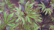 - Acer palmatum 'Ao kanzashi' Japanese Maple - Mr Maple │ Buy Japanese Maple Trees