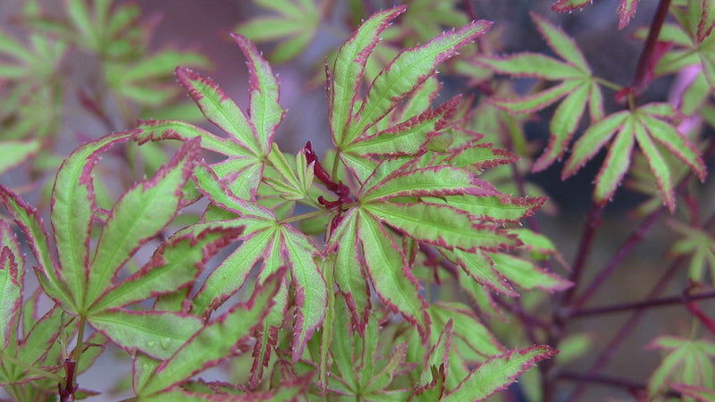 - Acer palmatum 'Ao kanzashi' Japanese Maple - Mr Maple │ Buy Japanese Maple Trees