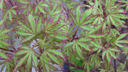 - Acer palmatum 'Ao kanzashi' Japanese Maple - Mr Maple │ Buy Japanese Maple Trees