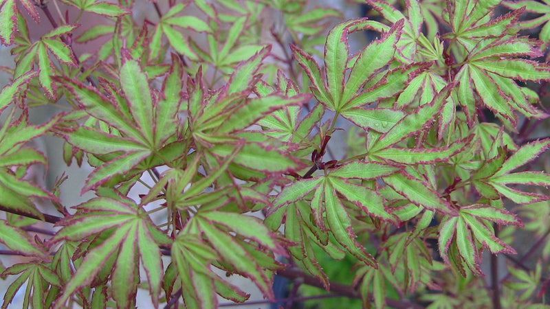 - Acer palmatum 'Ao kanzashi' Japanese Maple - Mr Maple │ Buy Japanese Maple Trees
