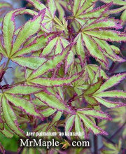 - Acer palmatum 'Ao kanzashi' Japanese Maple - Mr Maple │ Buy Japanese Maple Trees