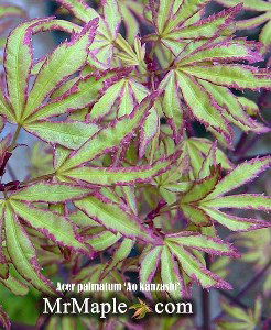 - Acer palmatum 'Ao kanzashi' Japanese Maple - Mr Maple │ Buy Japanese Maple Trees