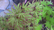 - Acer palmatum 'Ao kanzashi' Japanese Maple - Mr Maple │ Buy Japanese Maple Trees