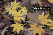 - Acer palmatum 'Ao meshime no uchi' Matsumurae Japanese Maple - Mr Maple │ Buy Japanese Maple Trees