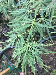 - Acer palmatum 'Ao shidare' Blue Green Weeping Japanese Maple - Mr Maple │ Buy Japanese Maple Trees