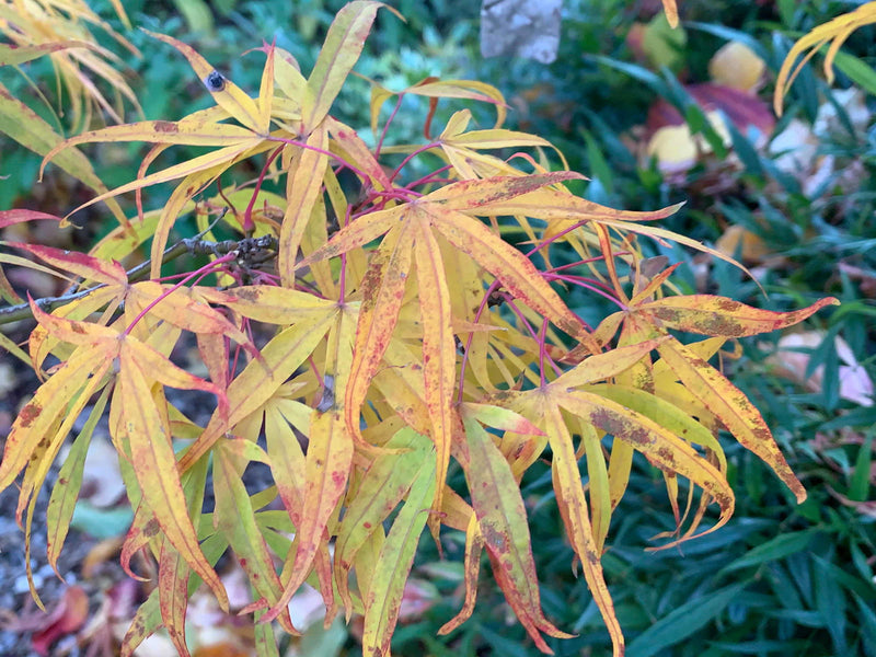 - Acer palmatum 'Ao shime-no-uchi shidare' Green Linearilobum Japanese Maple - Mr Maple │ Buy Japanese Maple Trees