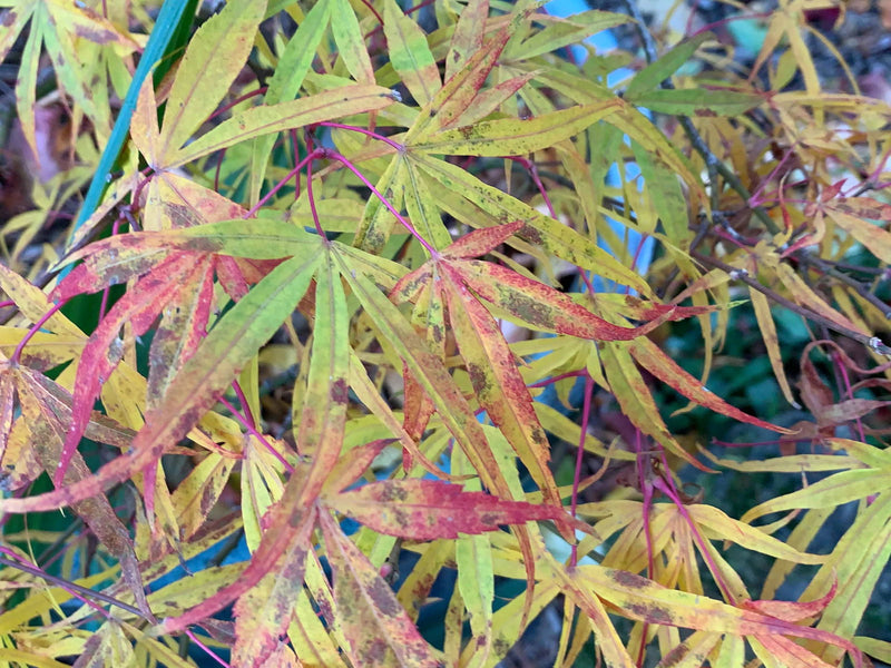 - Acer palmatum 'Ao shime-no-uchi shidare' Green Linearilobum Japanese Maple - Mr Maple │ Buy Japanese Maple Trees
