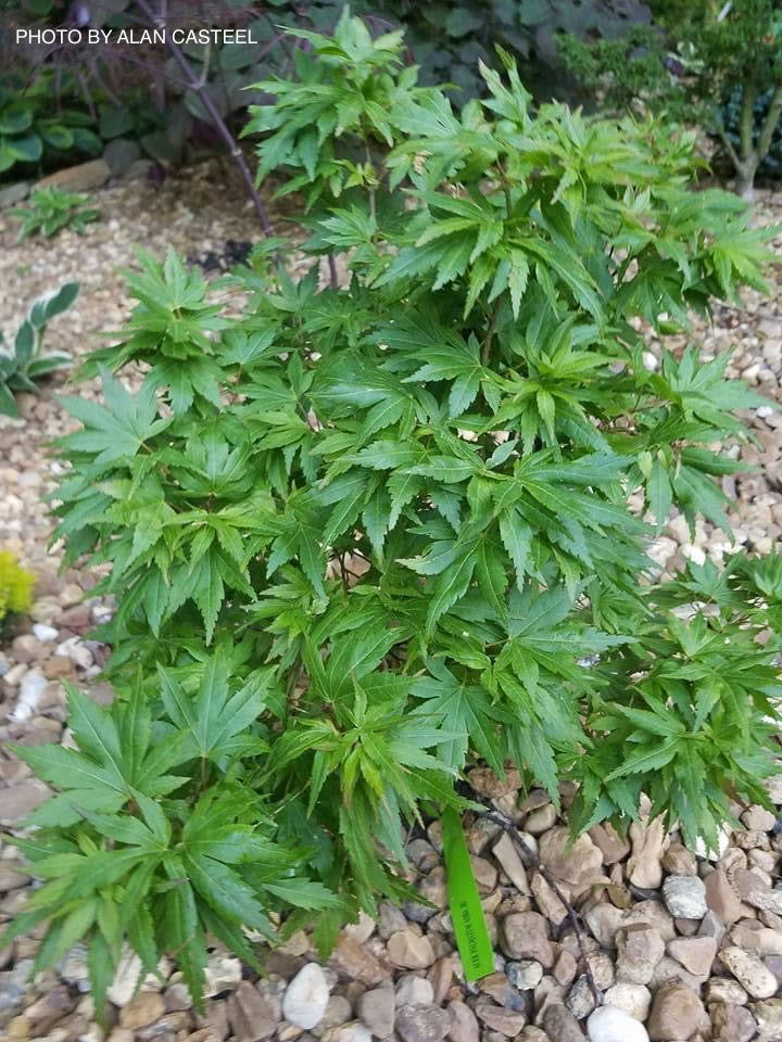 - Acer palmatum 'Aoba jo' Japanese Maple - Mr Maple │ Buy Japanese Maple Trees