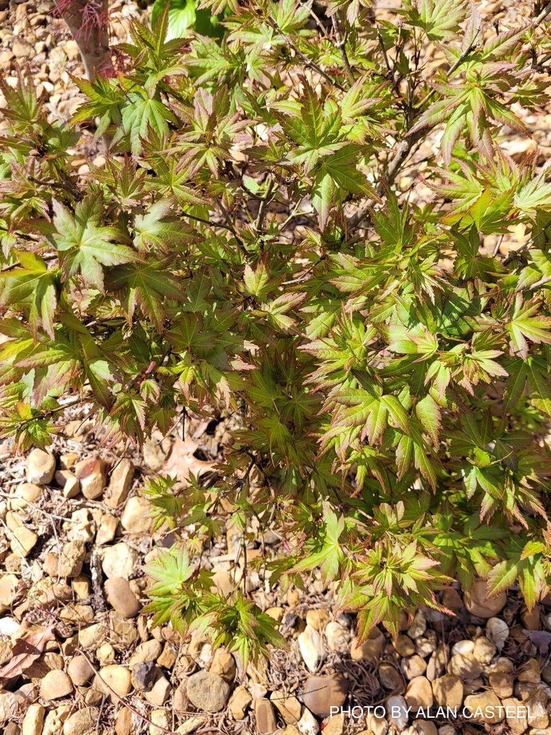 - Acer palmatum 'Aoba jo' Japanese Maple - Mr Maple │ Buy Japanese Maple Trees