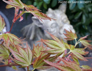 - Acer palmatum 'Aoba jo' Japanese Maple - Mr Maple │ Buy Japanese Maple Trees