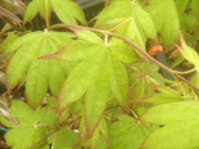 - Acer palmatum 'Aocha nishiki' Japanese Maple - Mr Maple │ Buy Japanese Maple Trees